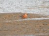 Curlew Sandpiper at Two Tree Island (Steve Arlow) (84448 bytes)